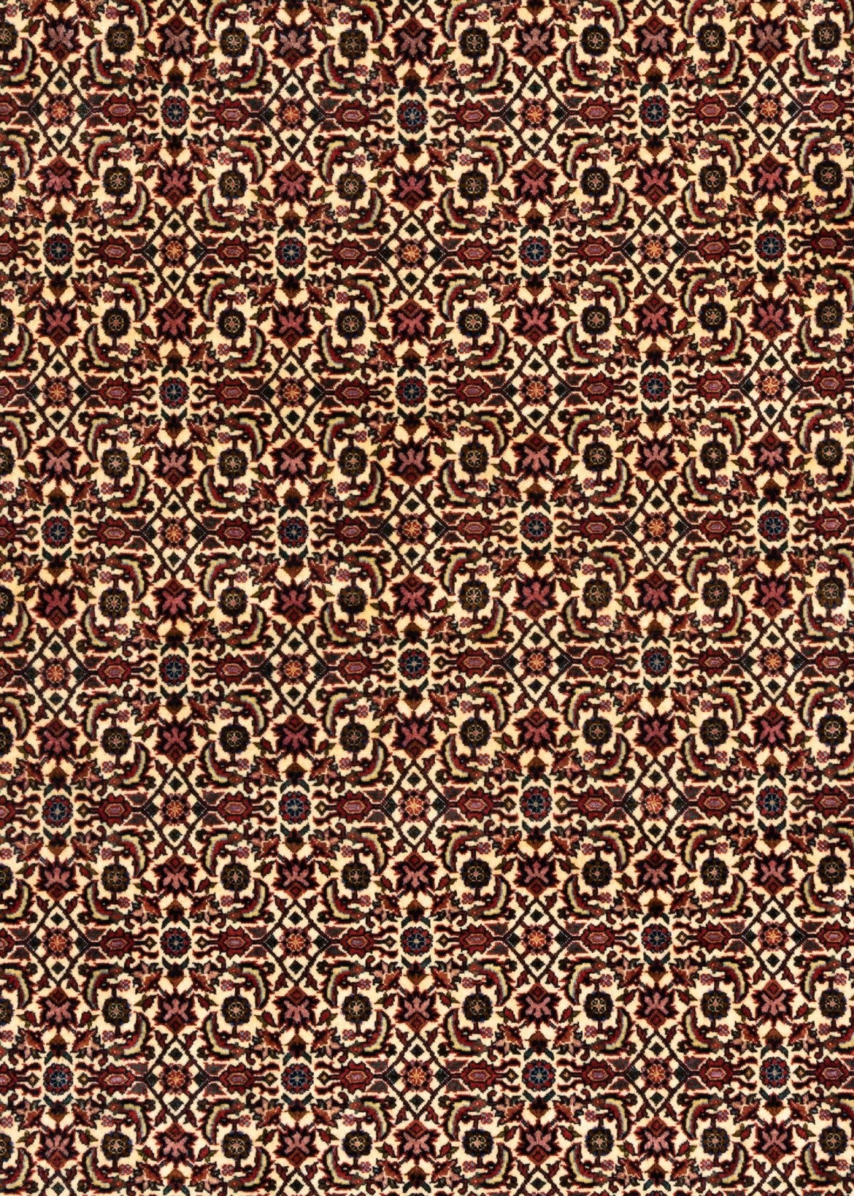 259 x 256 Bidjar