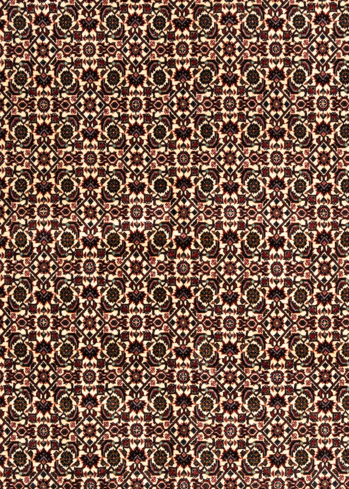 261x250 Bidjar