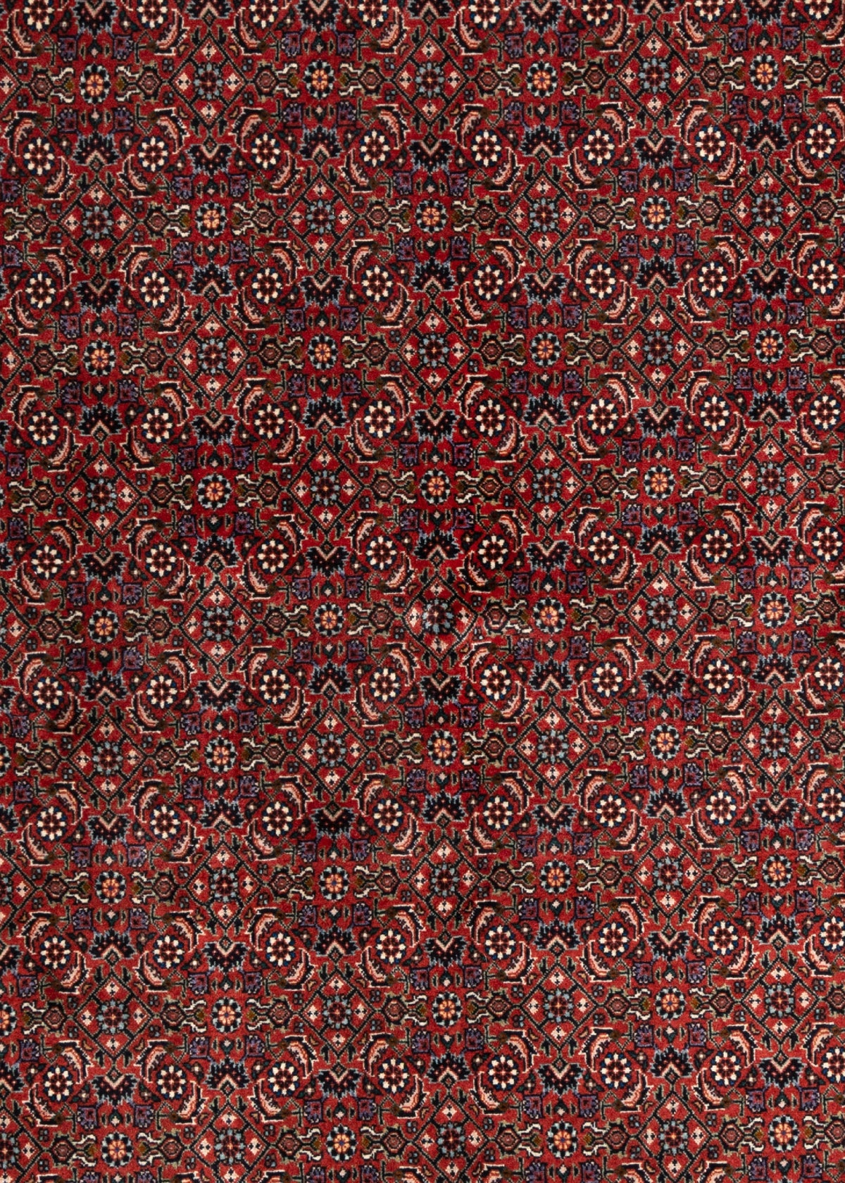 251 x 250 Bidjar