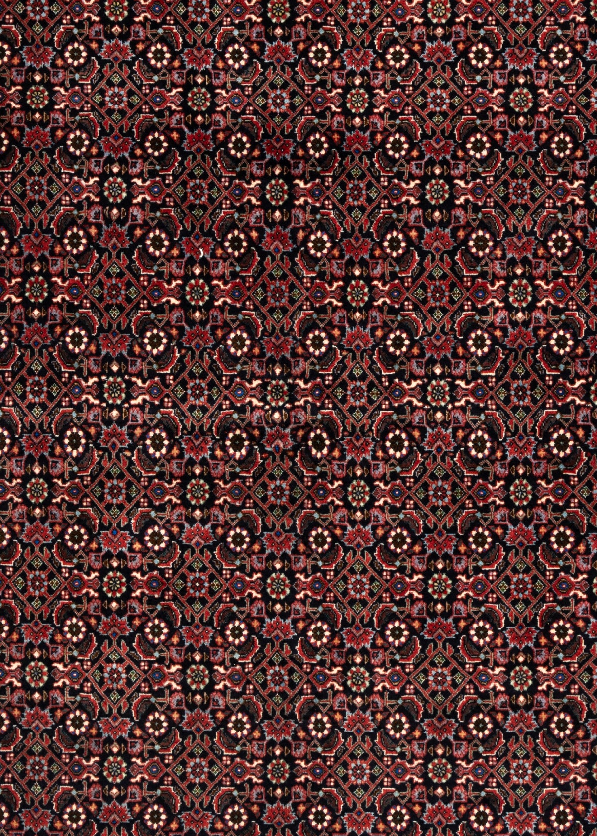 244x252 Bijar