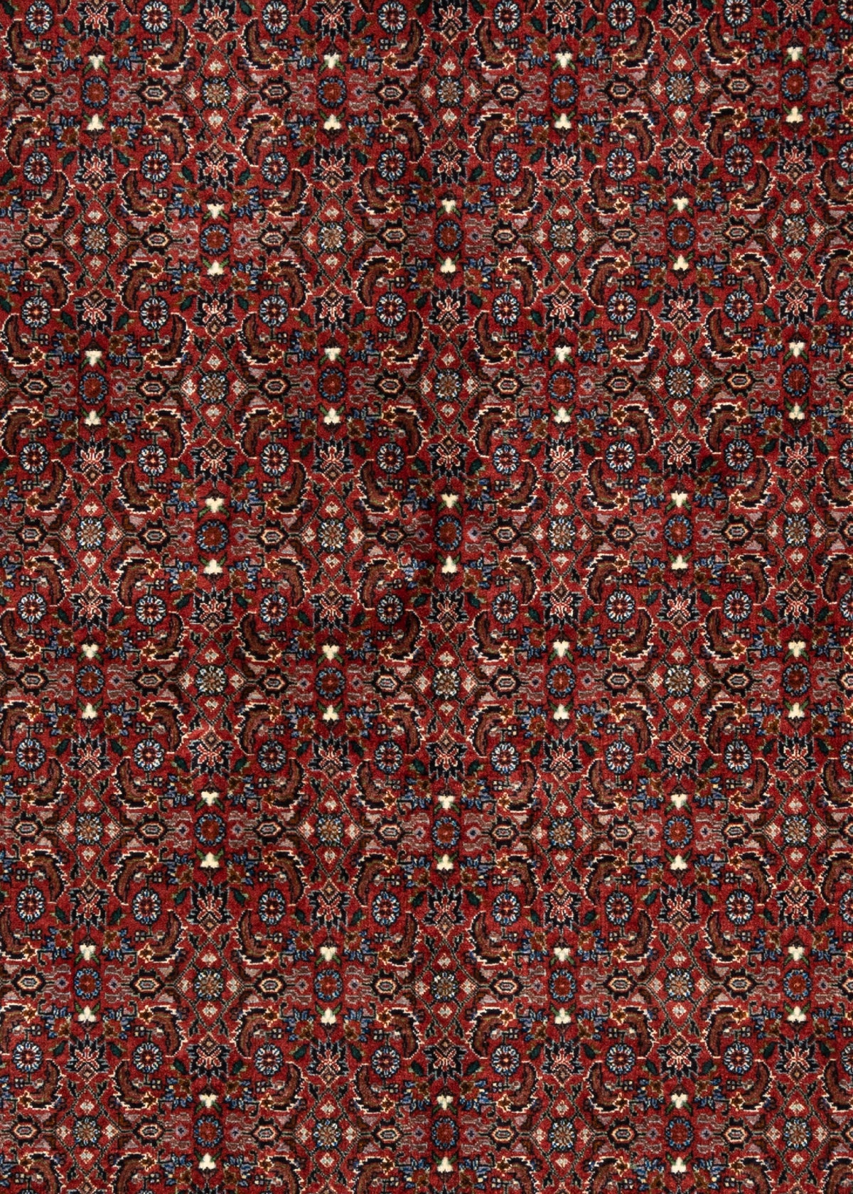 255 x 254 Bidjar