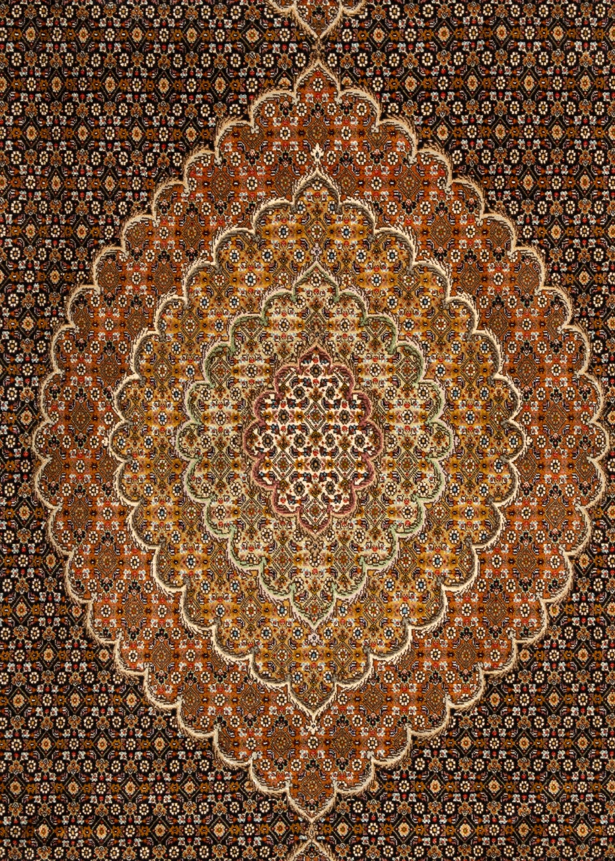 334x254 Tabriz Mahi