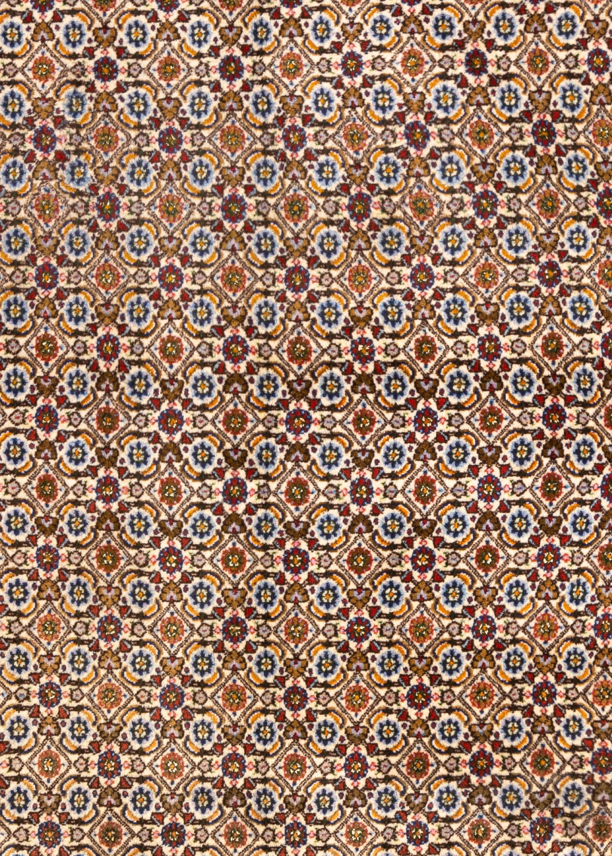 294 x 196 Moud