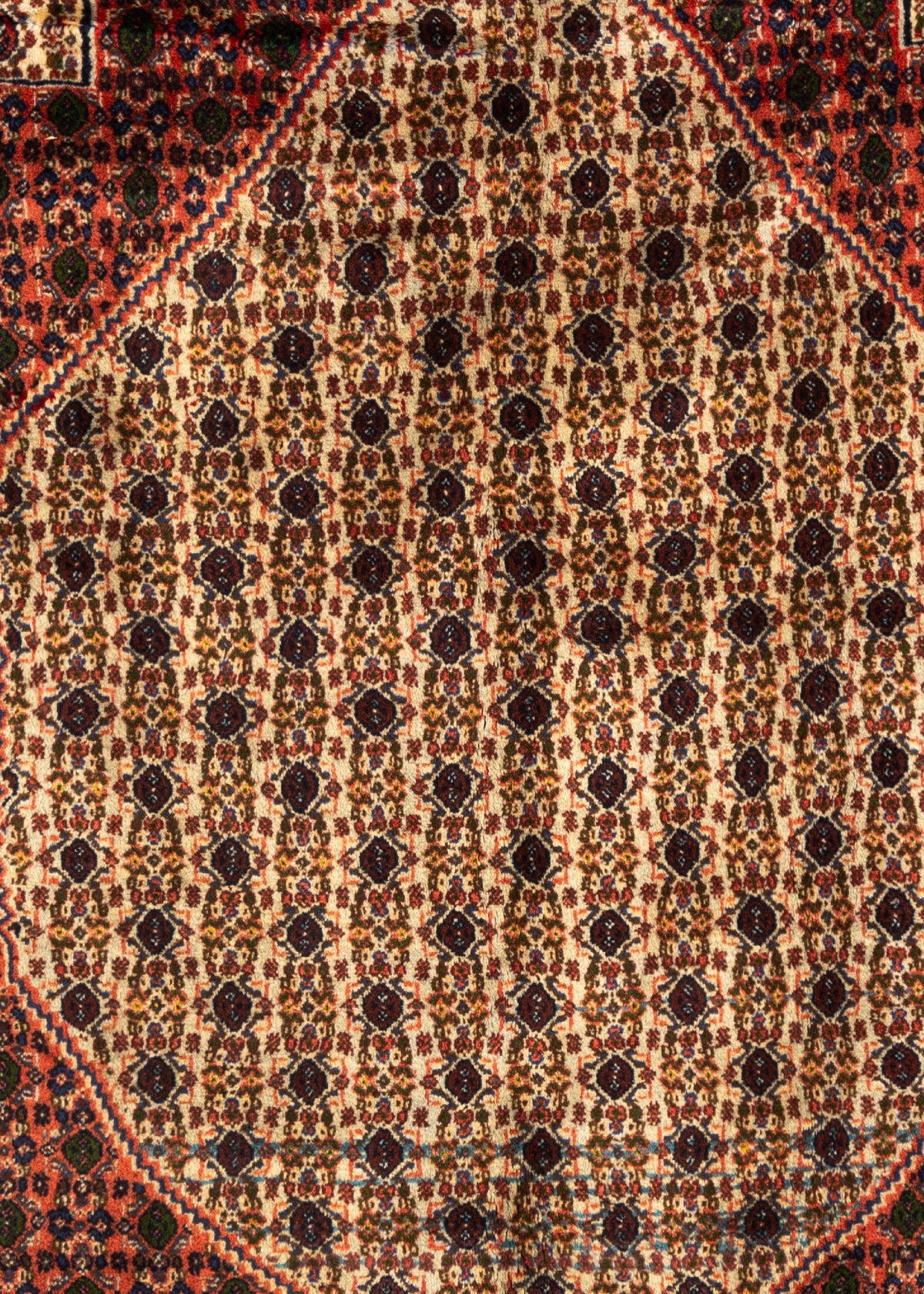 279 x 208 Senneh