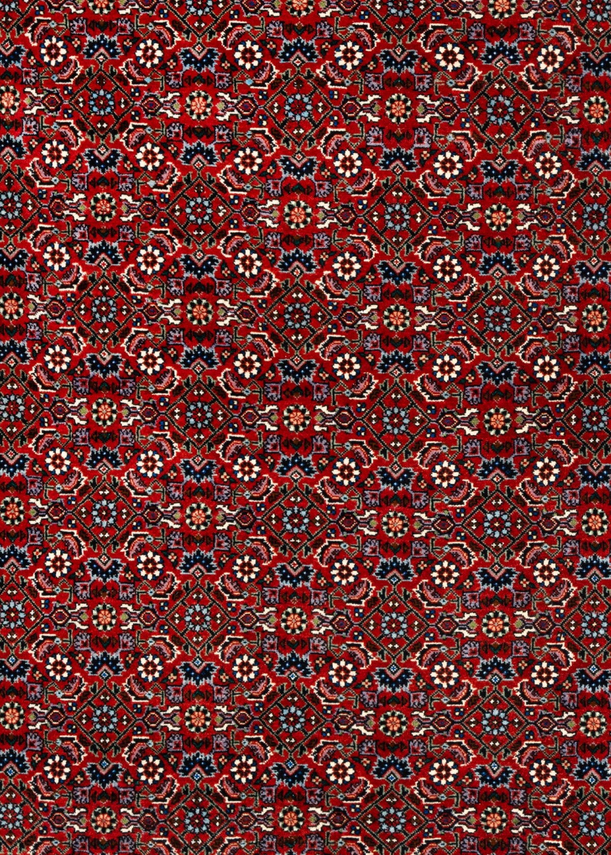 297 x 205 Bidjar