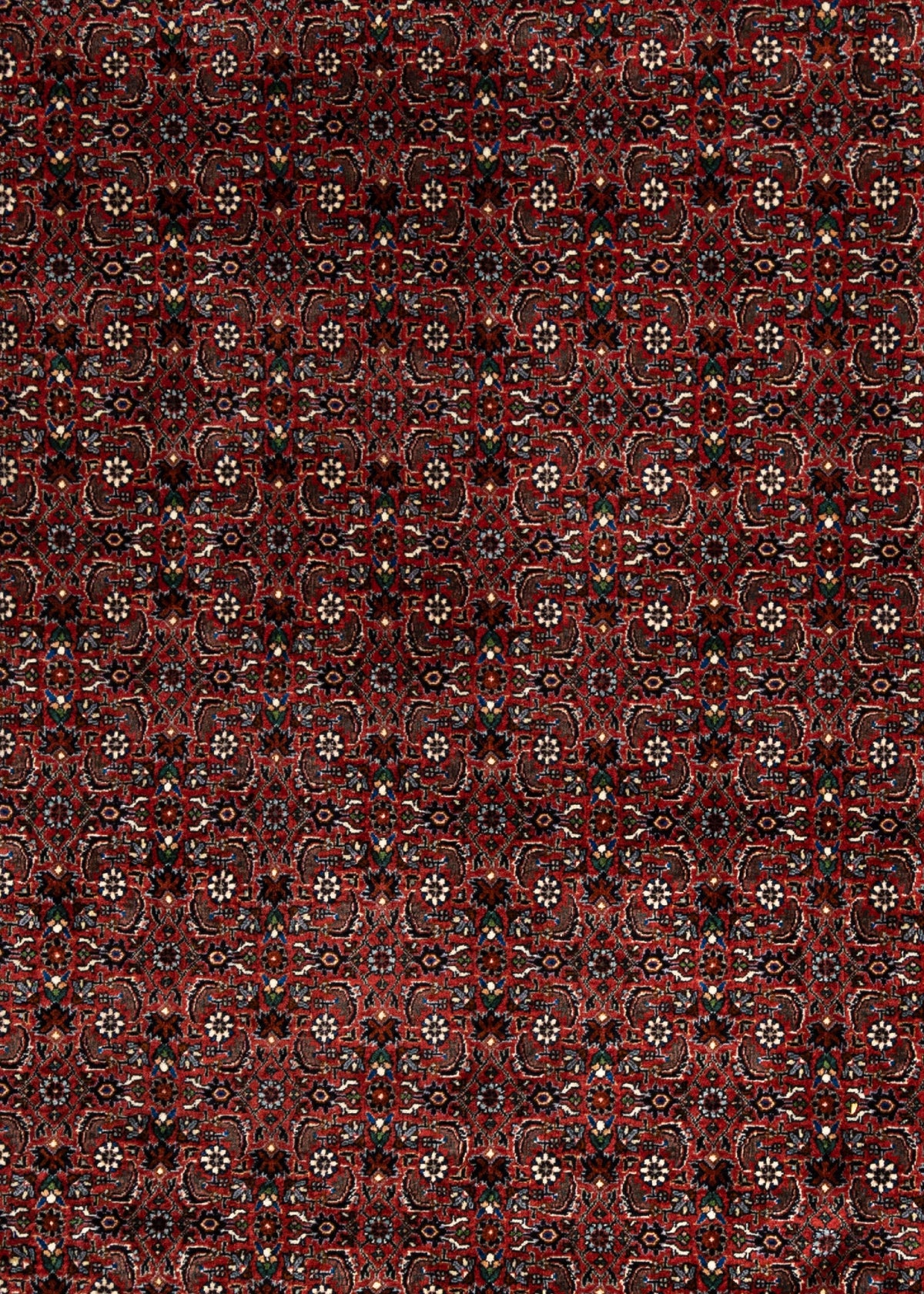 346 x 252 Bidjar