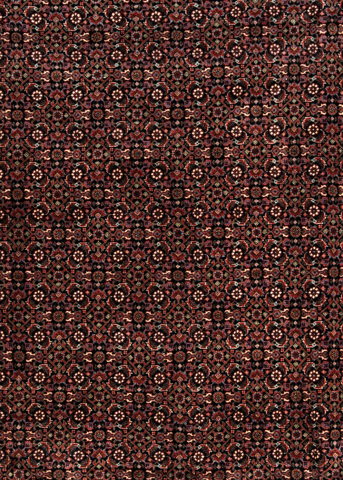 350 x 252 Bidjar