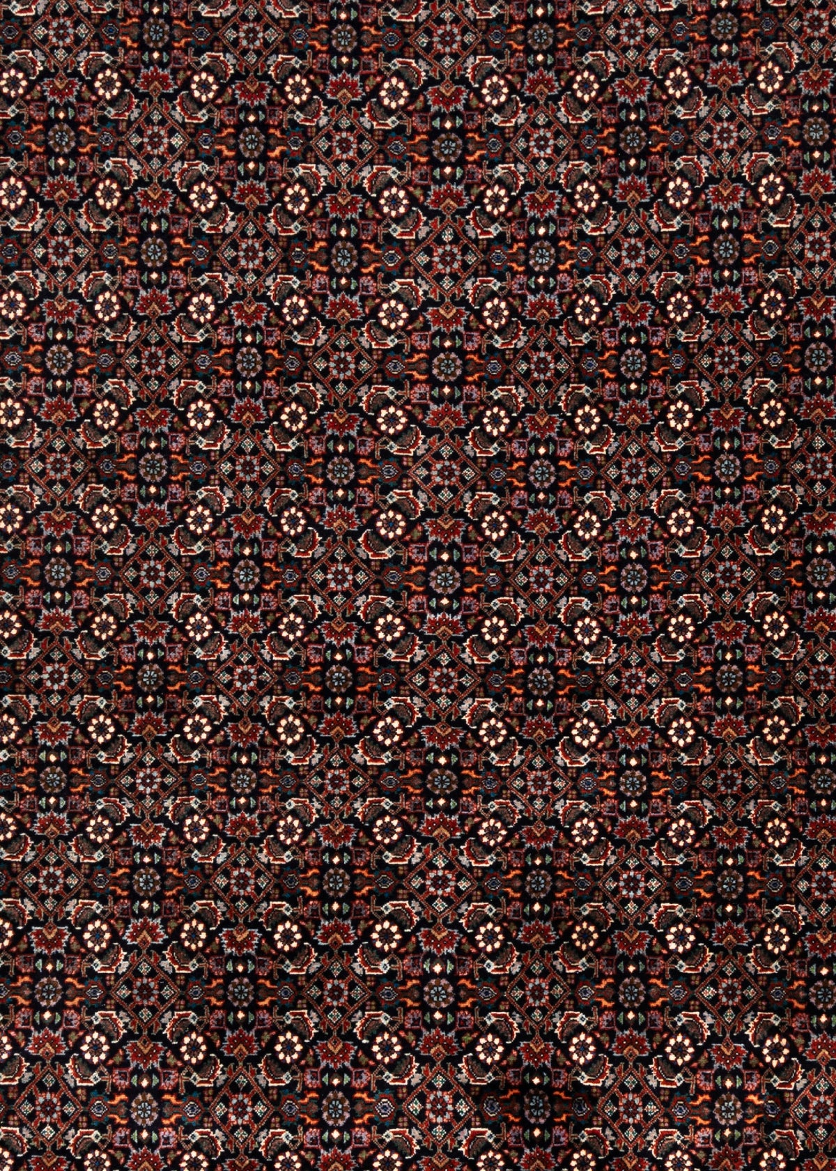 341 x 249 Bidjar