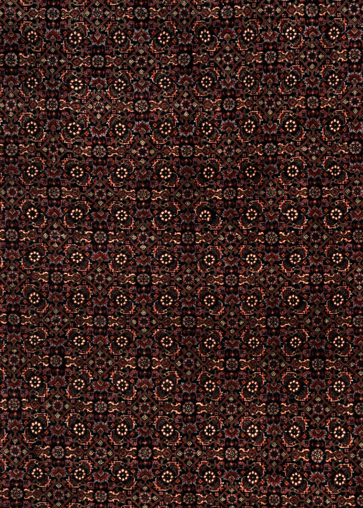 344 x 250 Bidjar