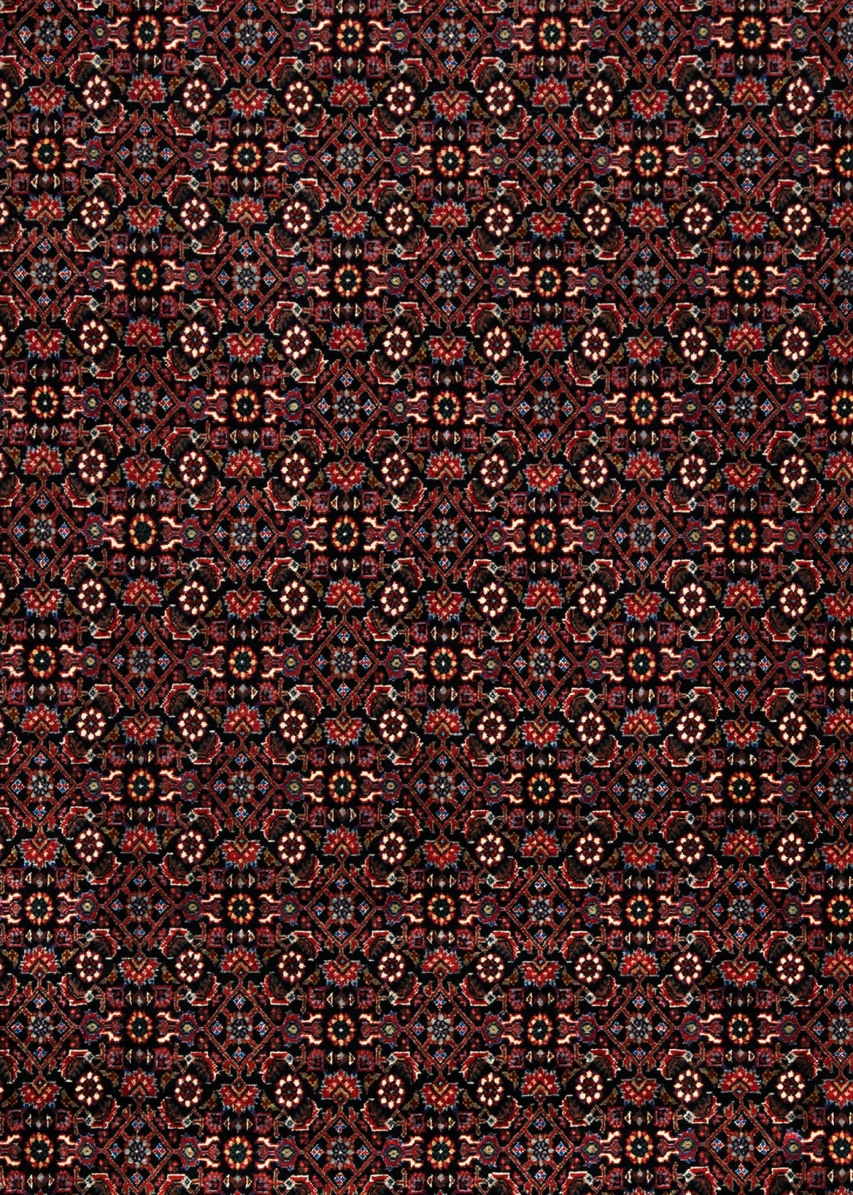 355 x 253 Bidjar