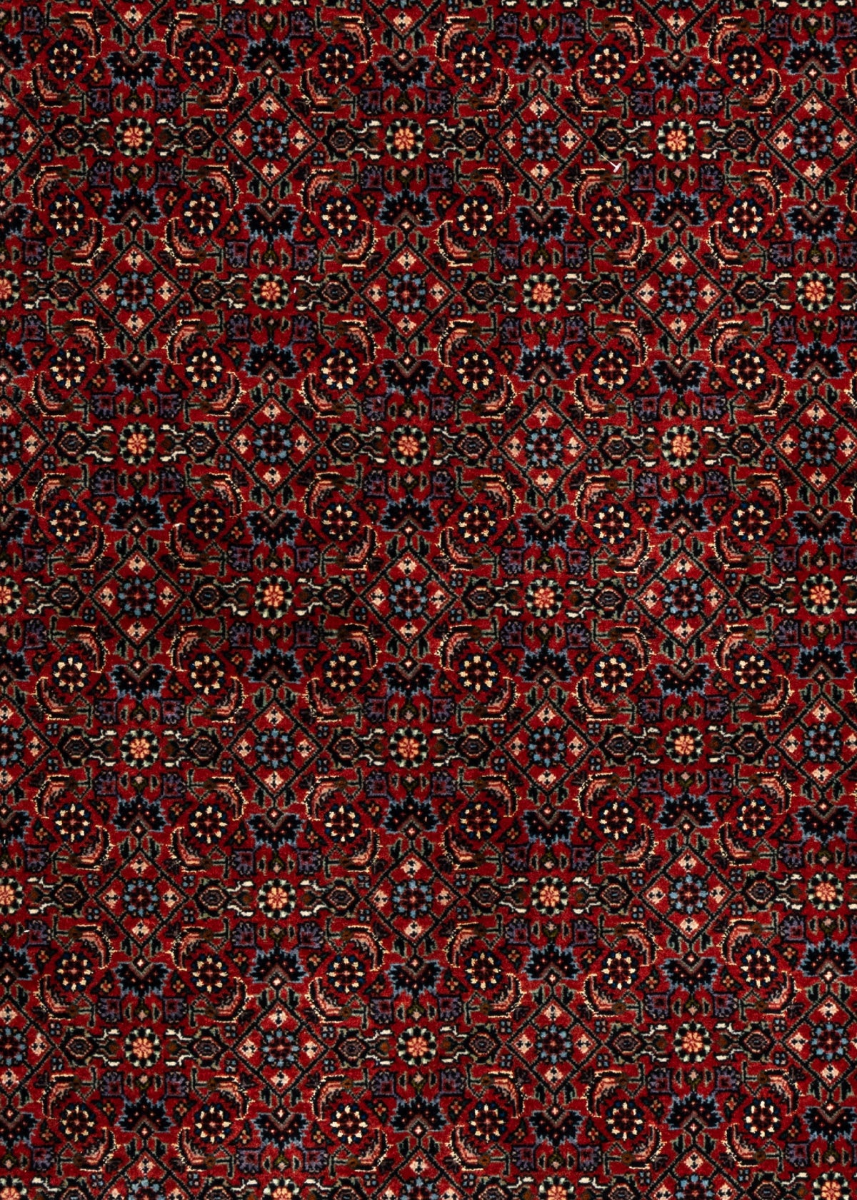253 x 202 Bidjar