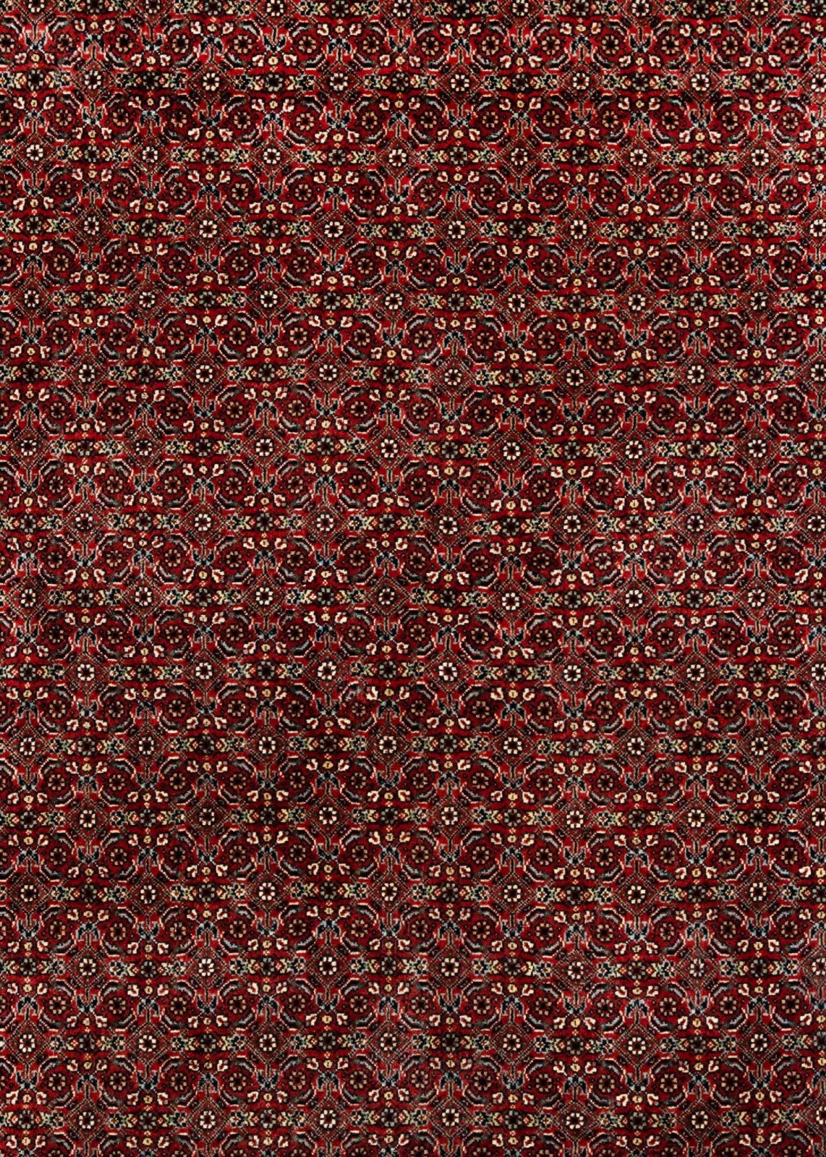 245x200 Bidjar