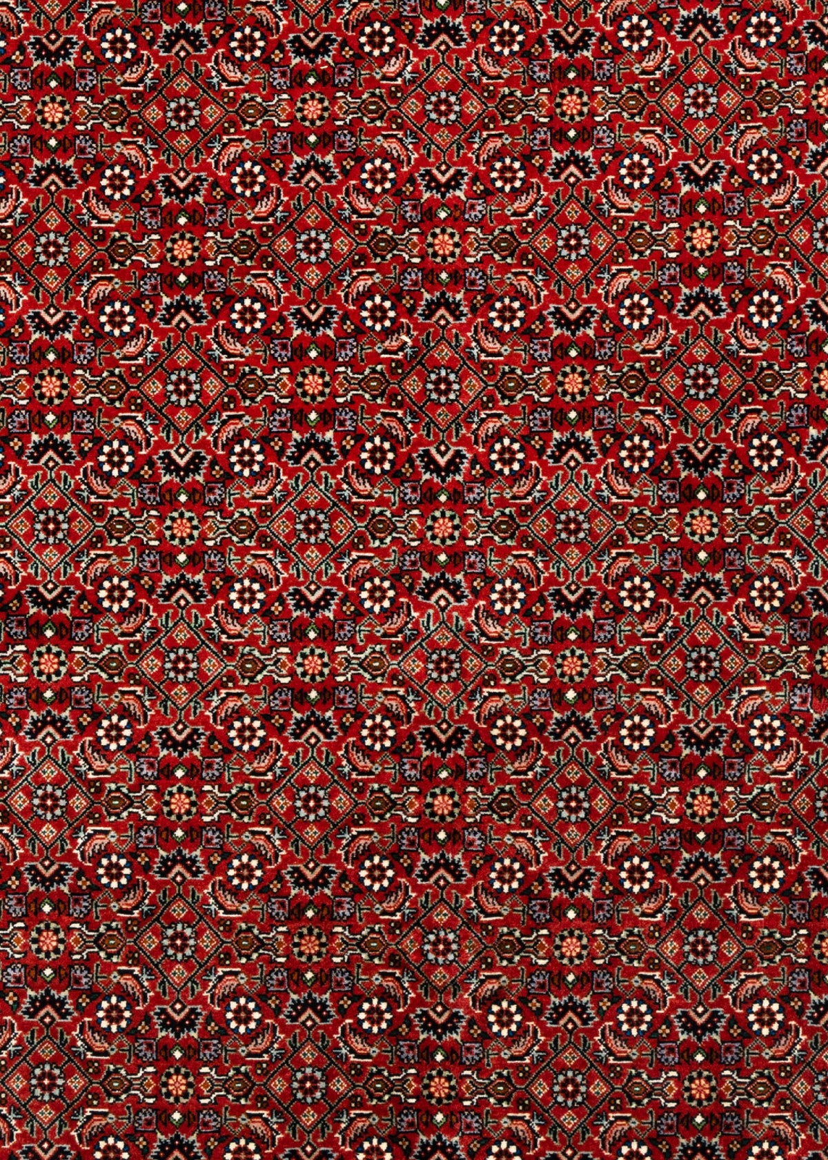 251 x 199 Bidjar