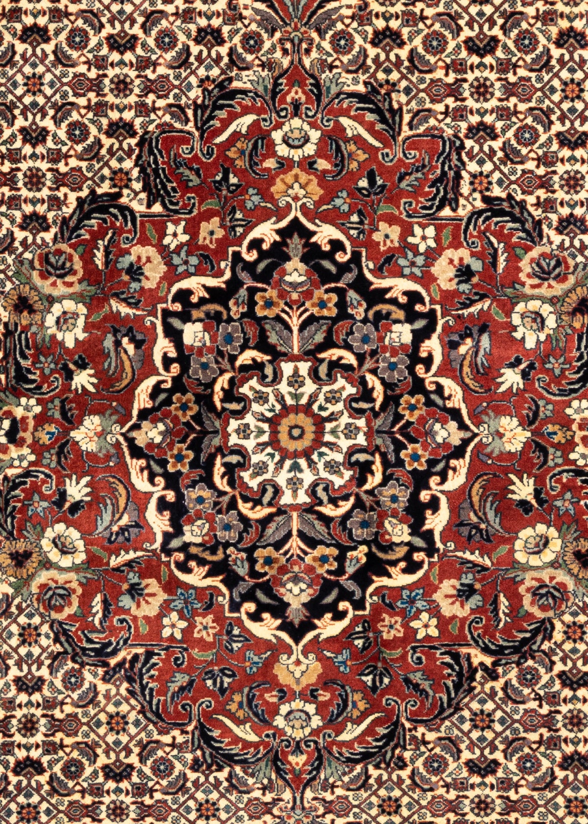 240 x 204 Bidjar