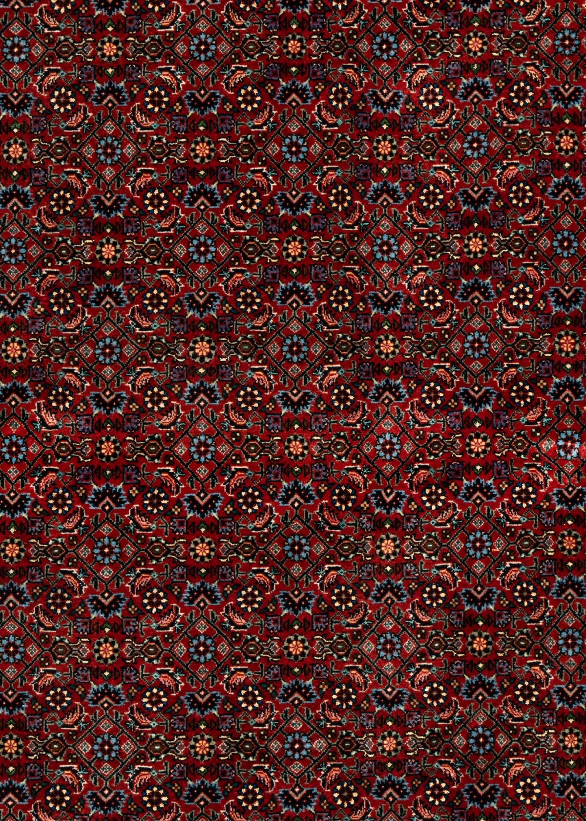 203 x 204 Bidjar