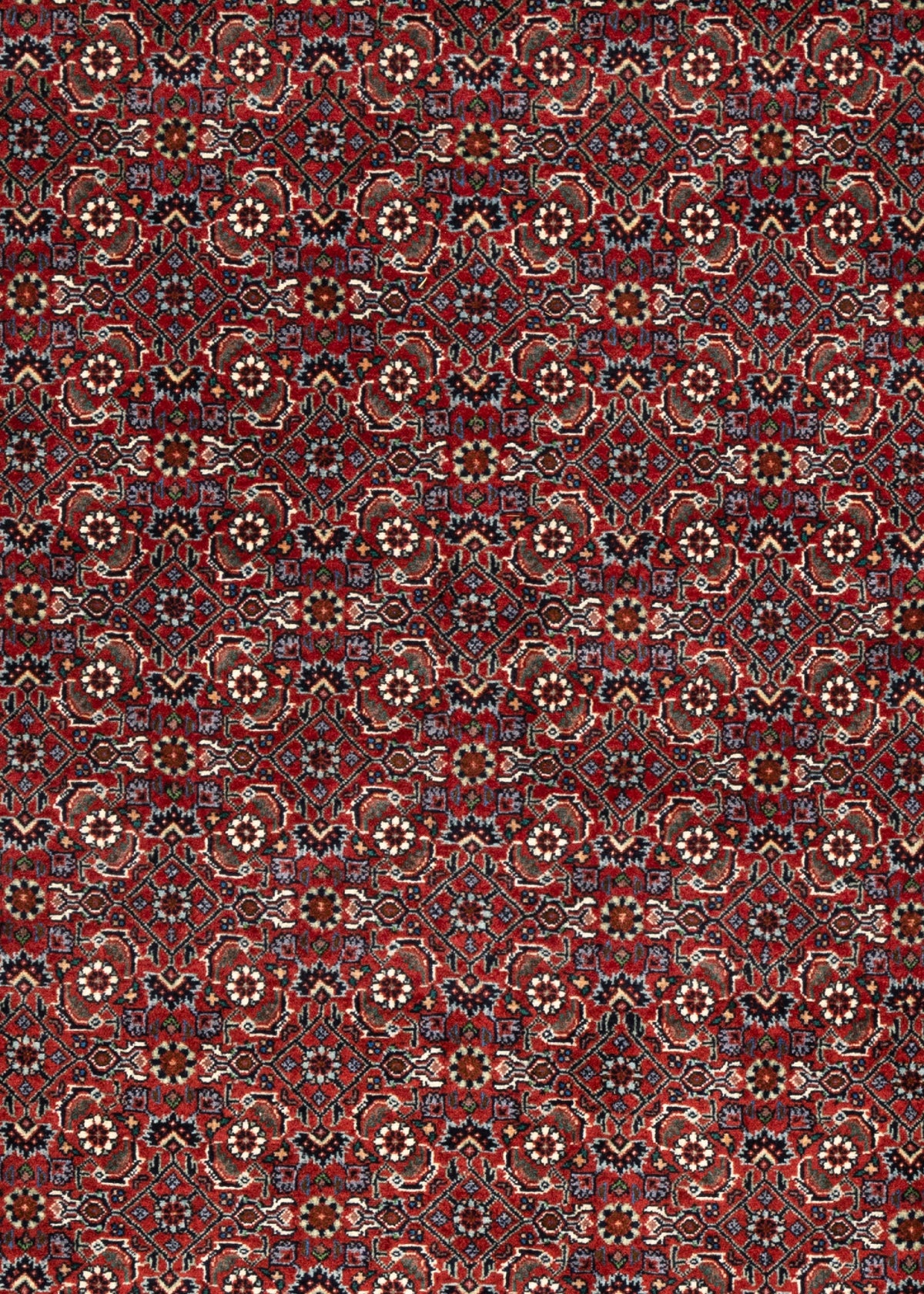 252 x 204 Bidjar
