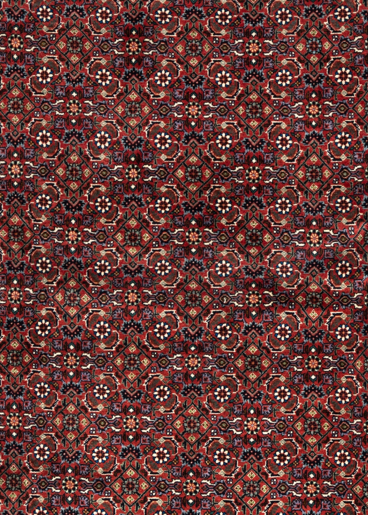 250x206 Bidjar