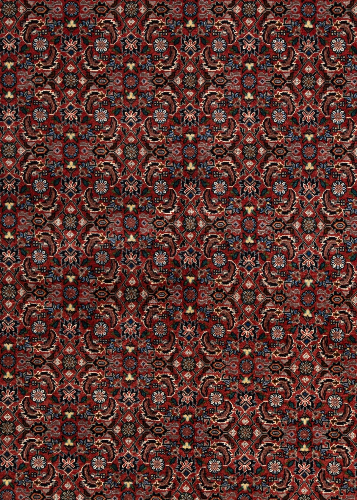 243 x 173 Bidjar
