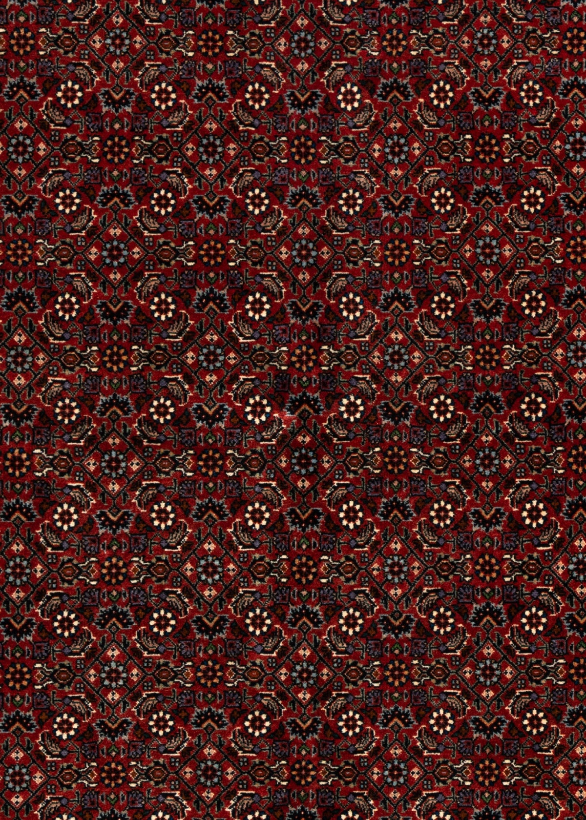 247 x 170 Bidjar