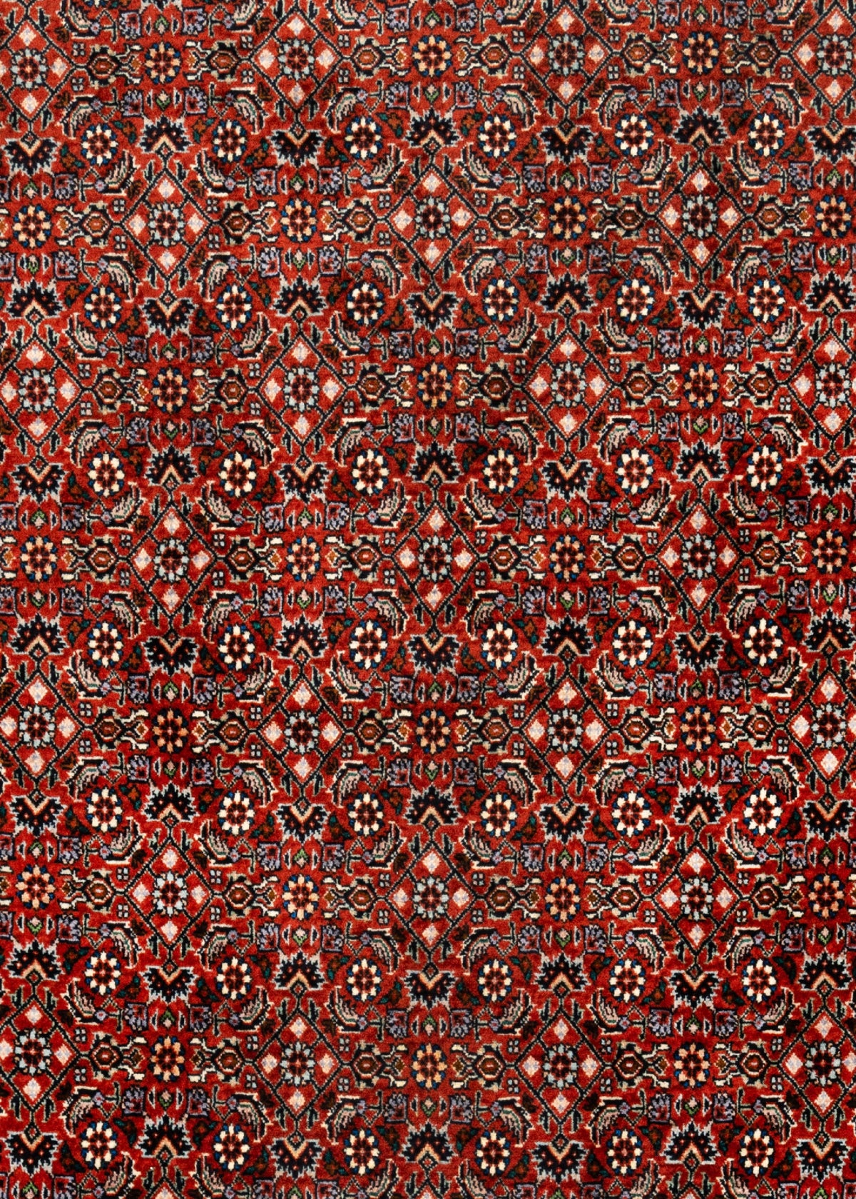 176 x 117 Bidjar