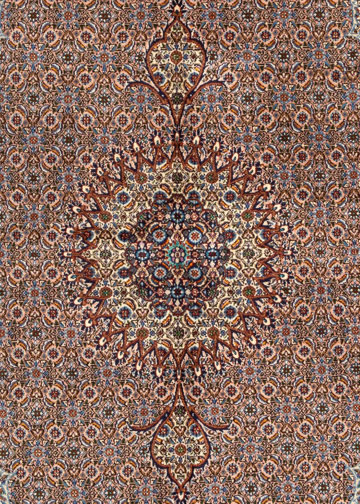 243 x 155 Moud