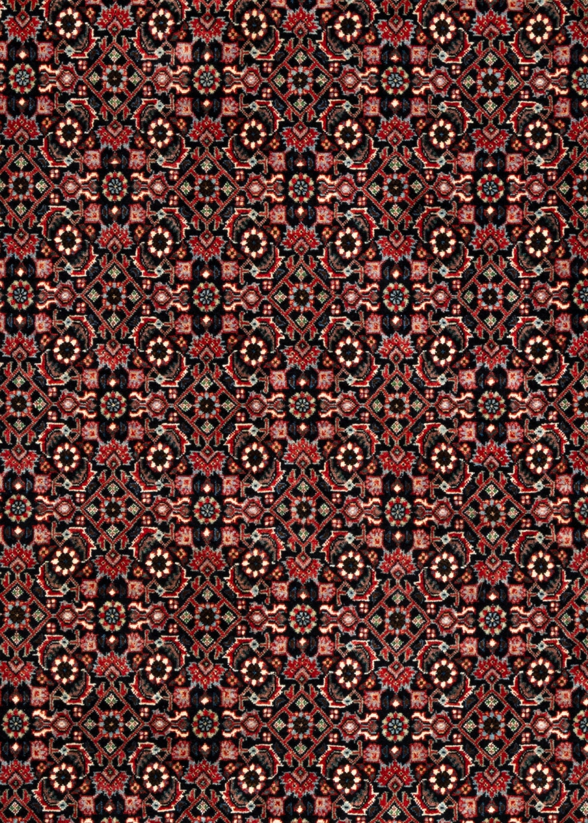 297 x 210 Bidjar