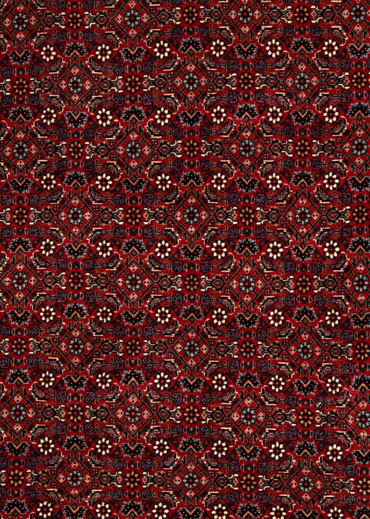298 x 207 Bidjar