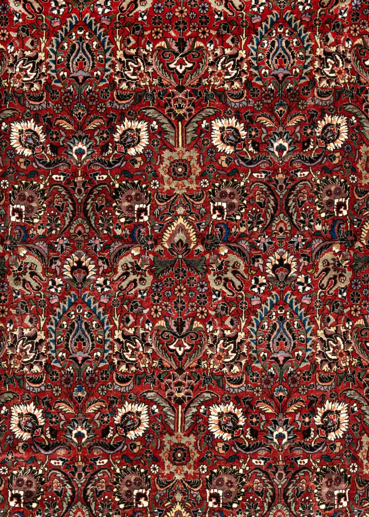 303 x 253 Bidjar