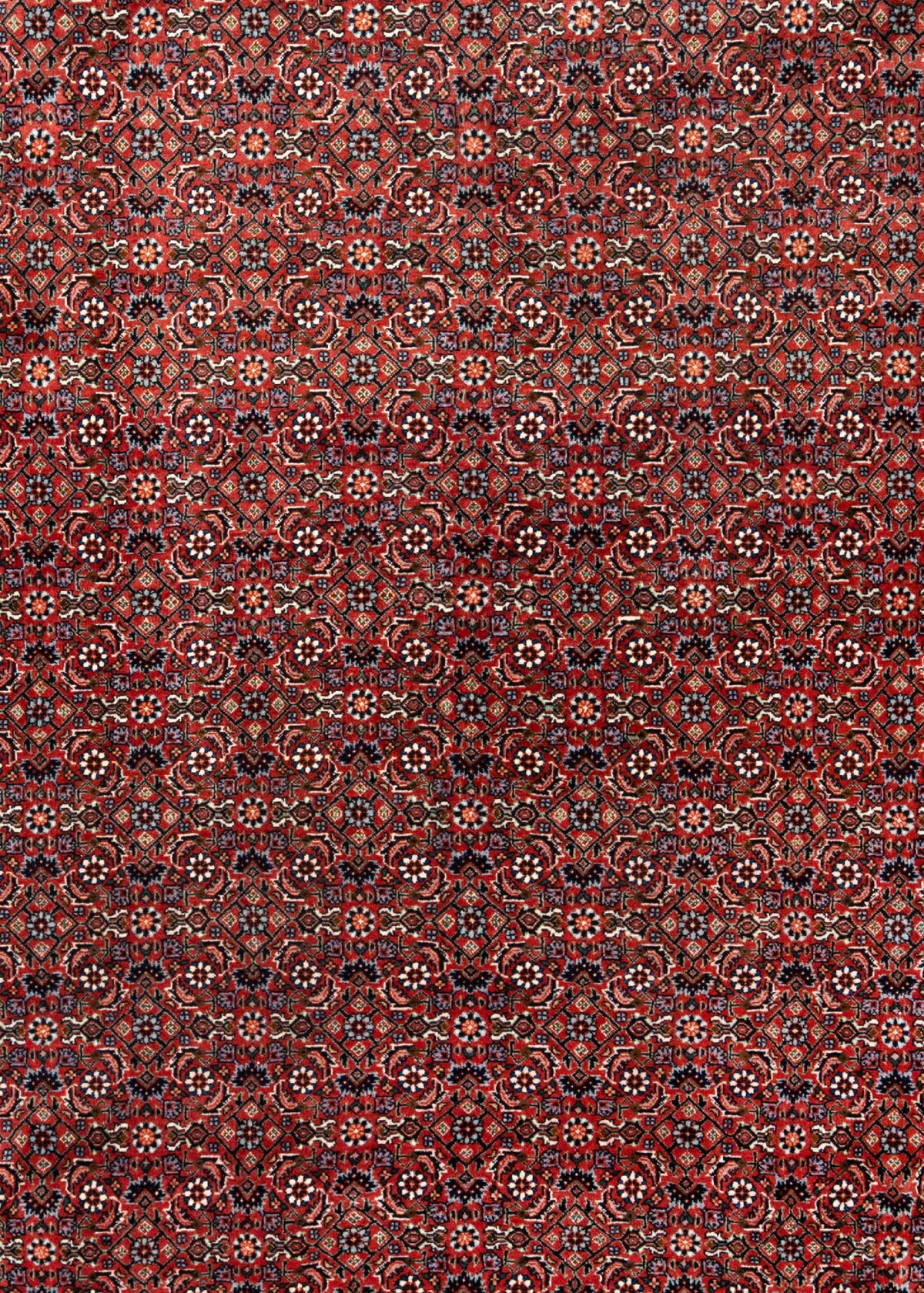 300 x 257 Bidjar