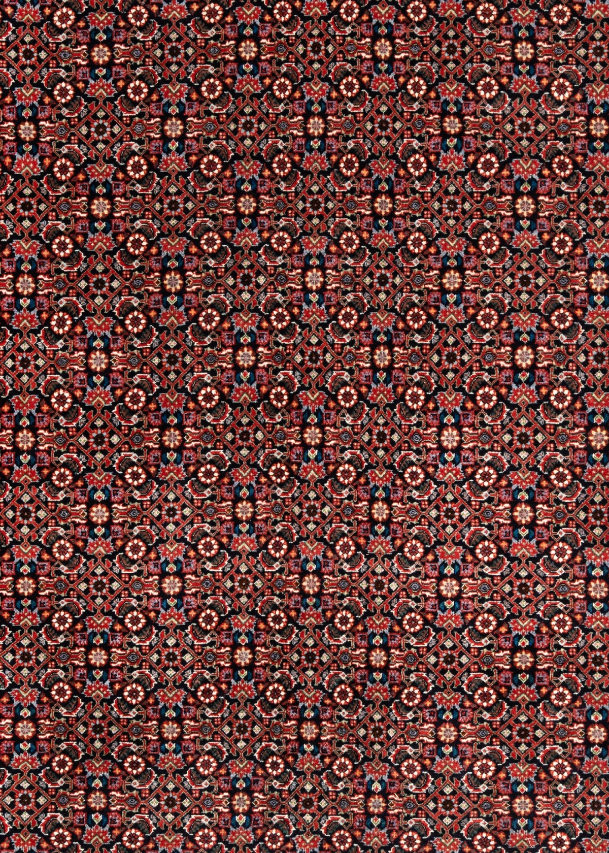 305 x 252 Bidjar