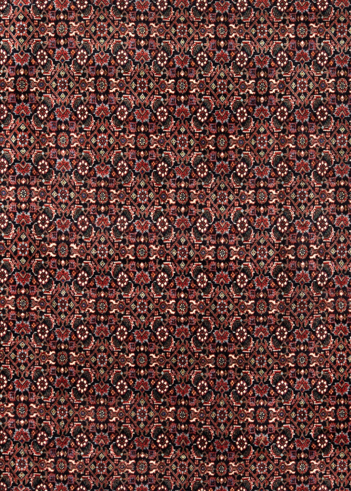 298 x 257 Bidjar