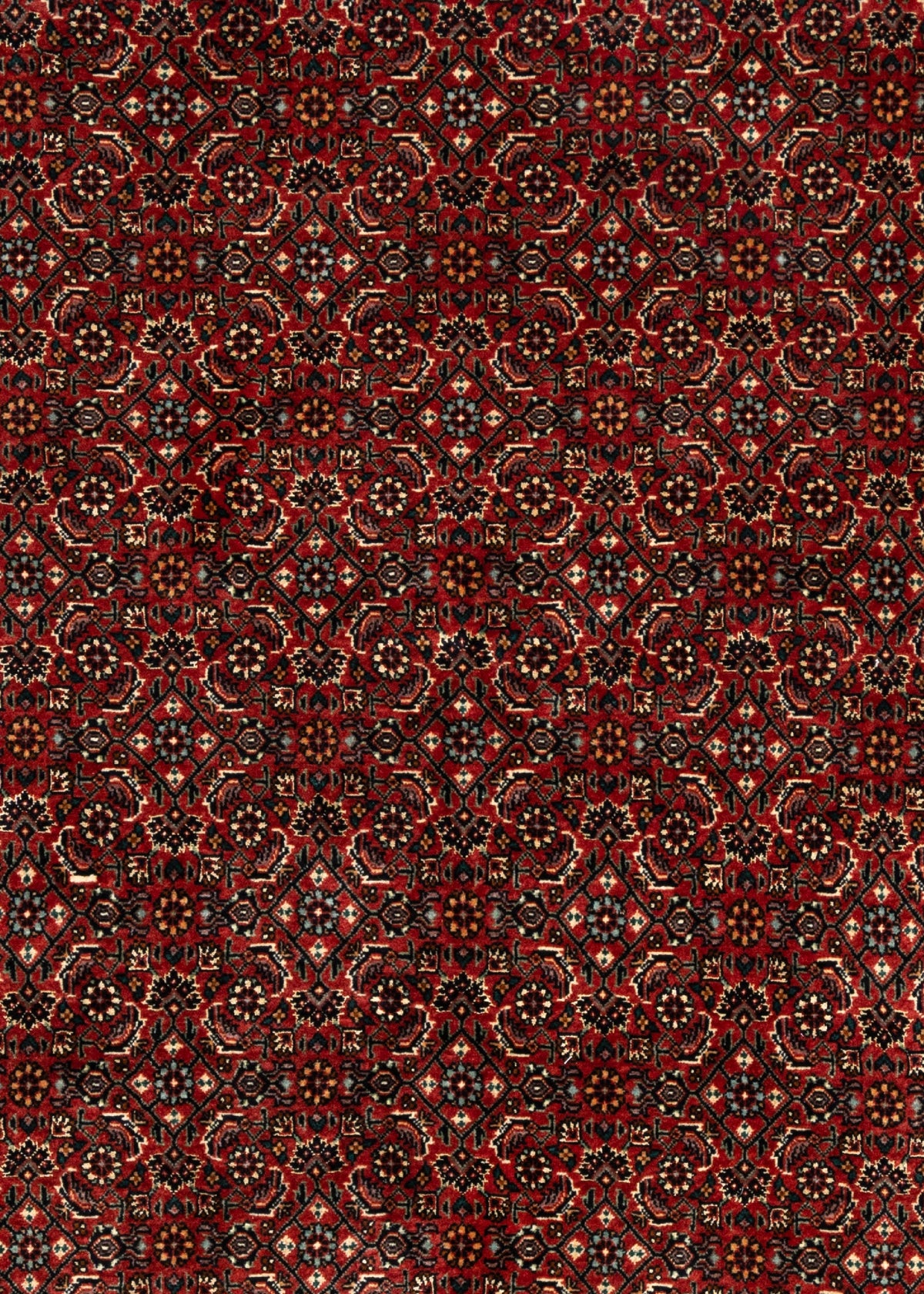 209 x 134 Bidjar
