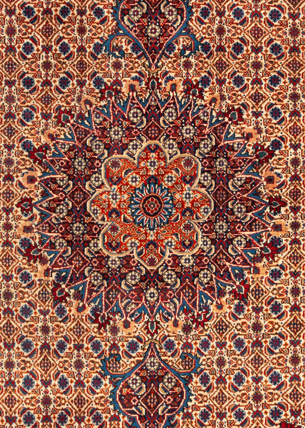 295x220 Moud