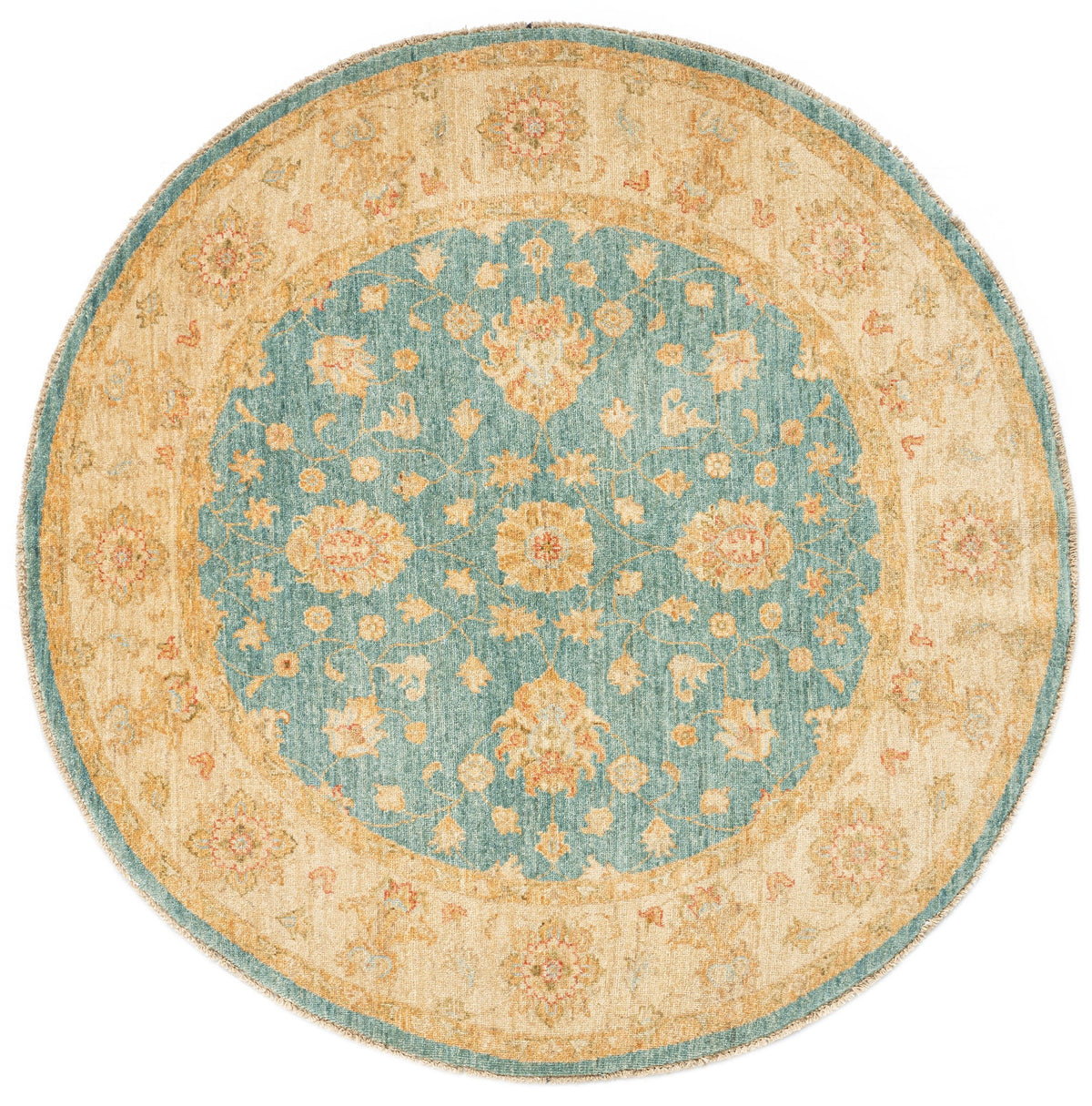 150 x 146 Kaizar