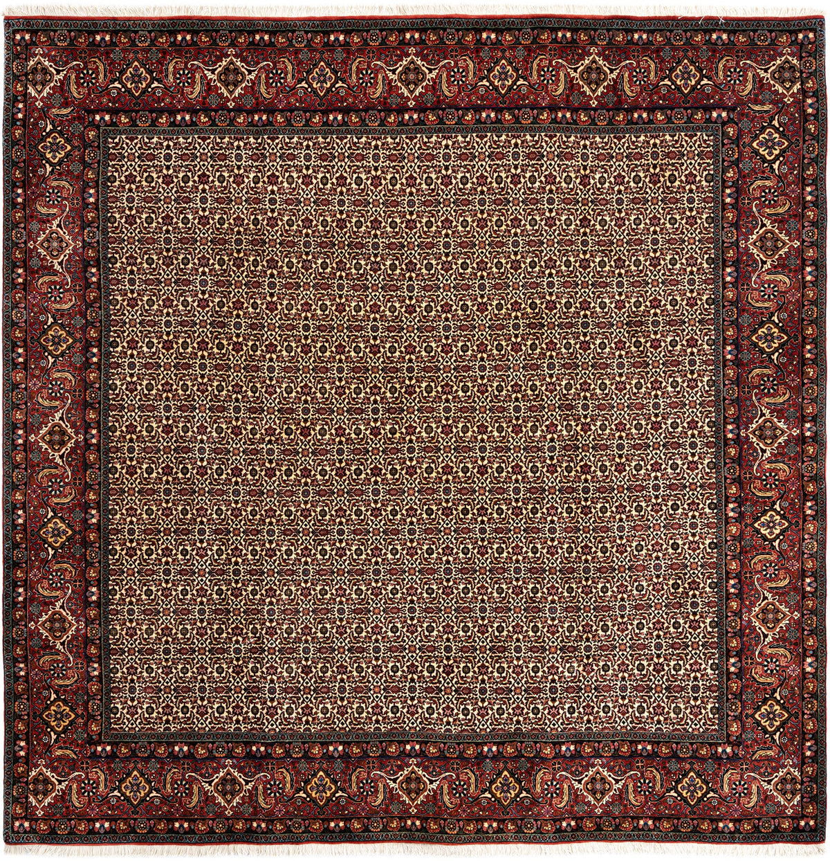 259 x 256 Bidjar