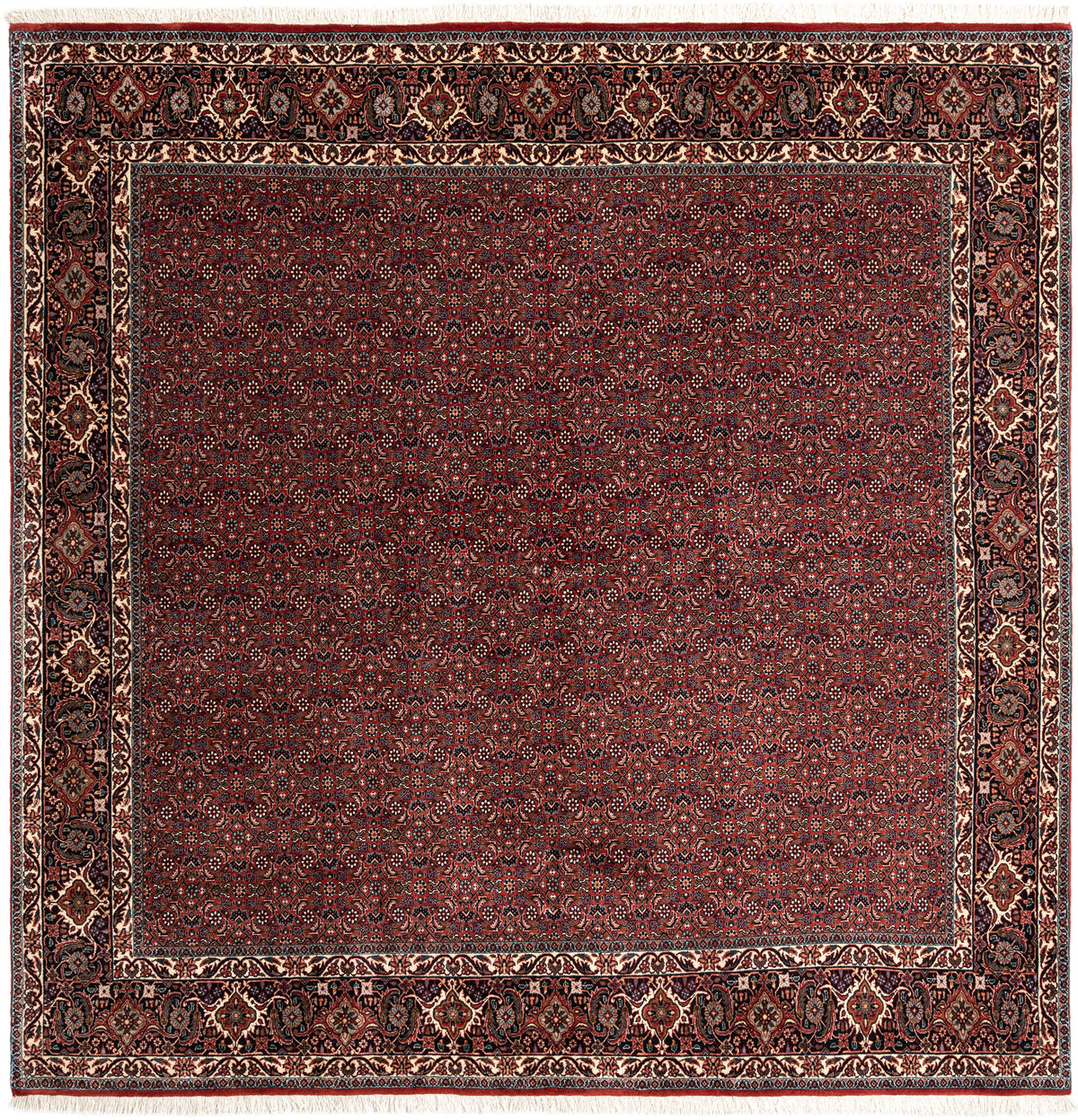 251 x 250 Bidjar