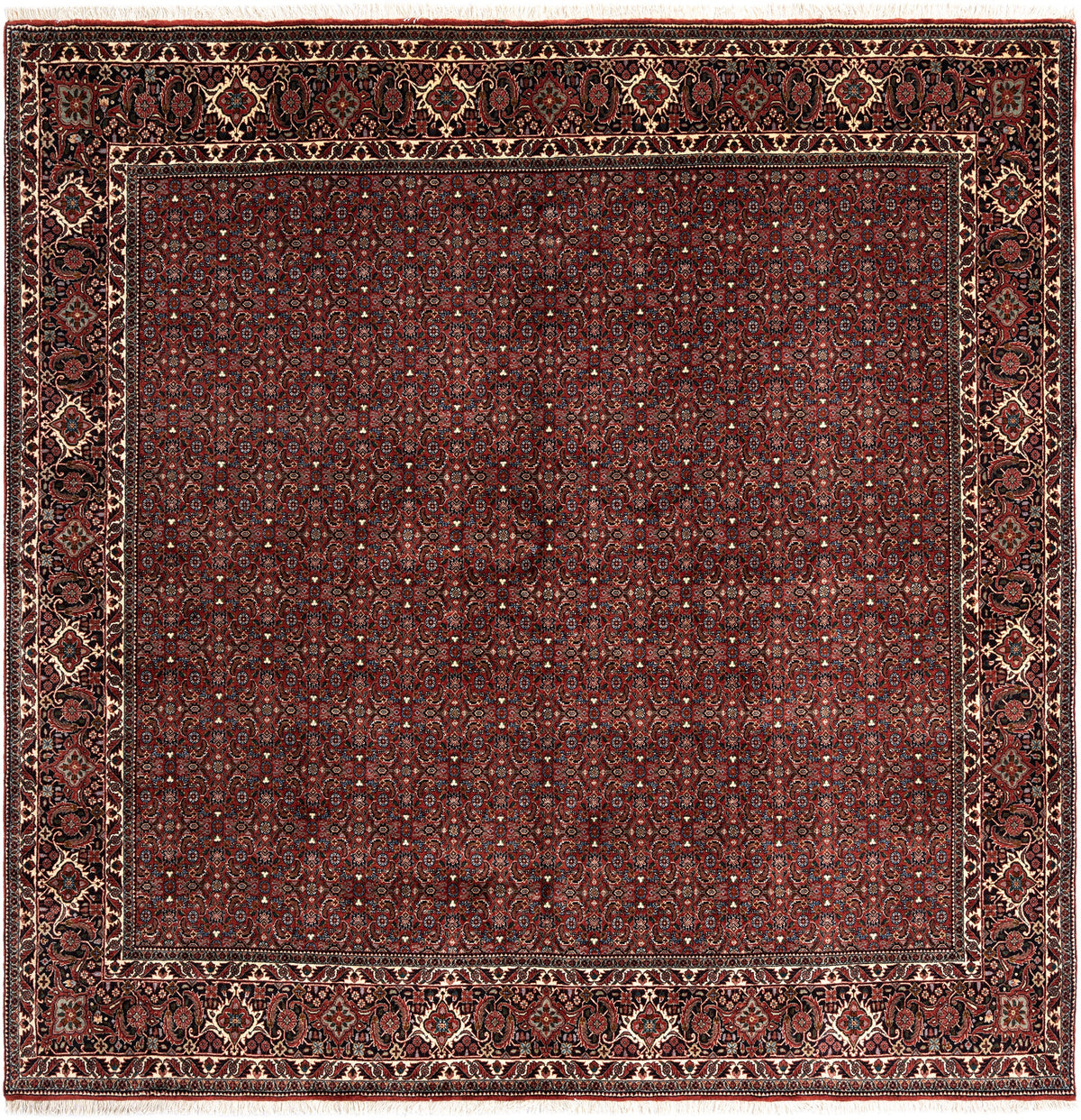 255 x 254 Bidjar