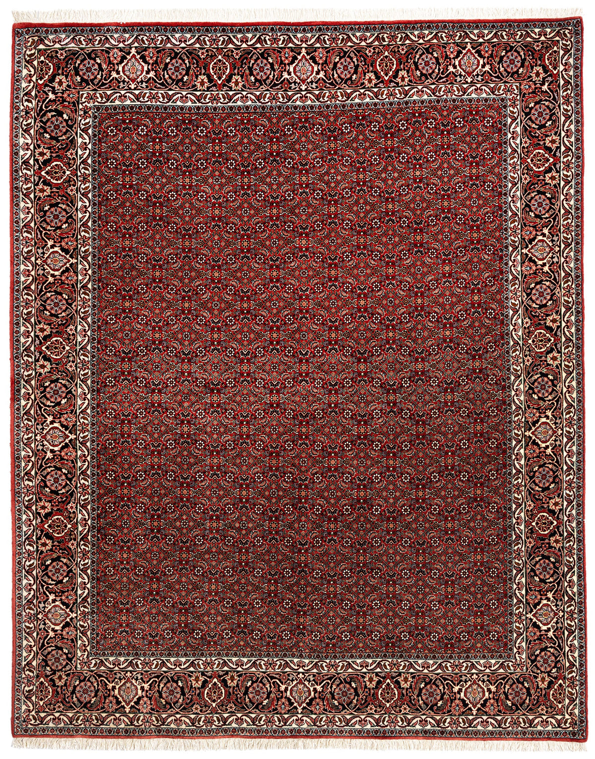251 x 199 Bidjar