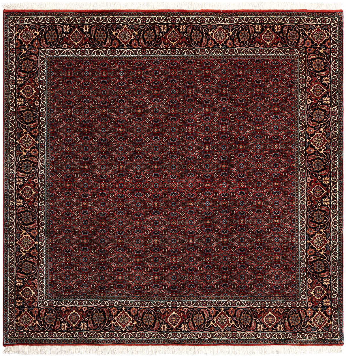 203 x 204 Bidjar