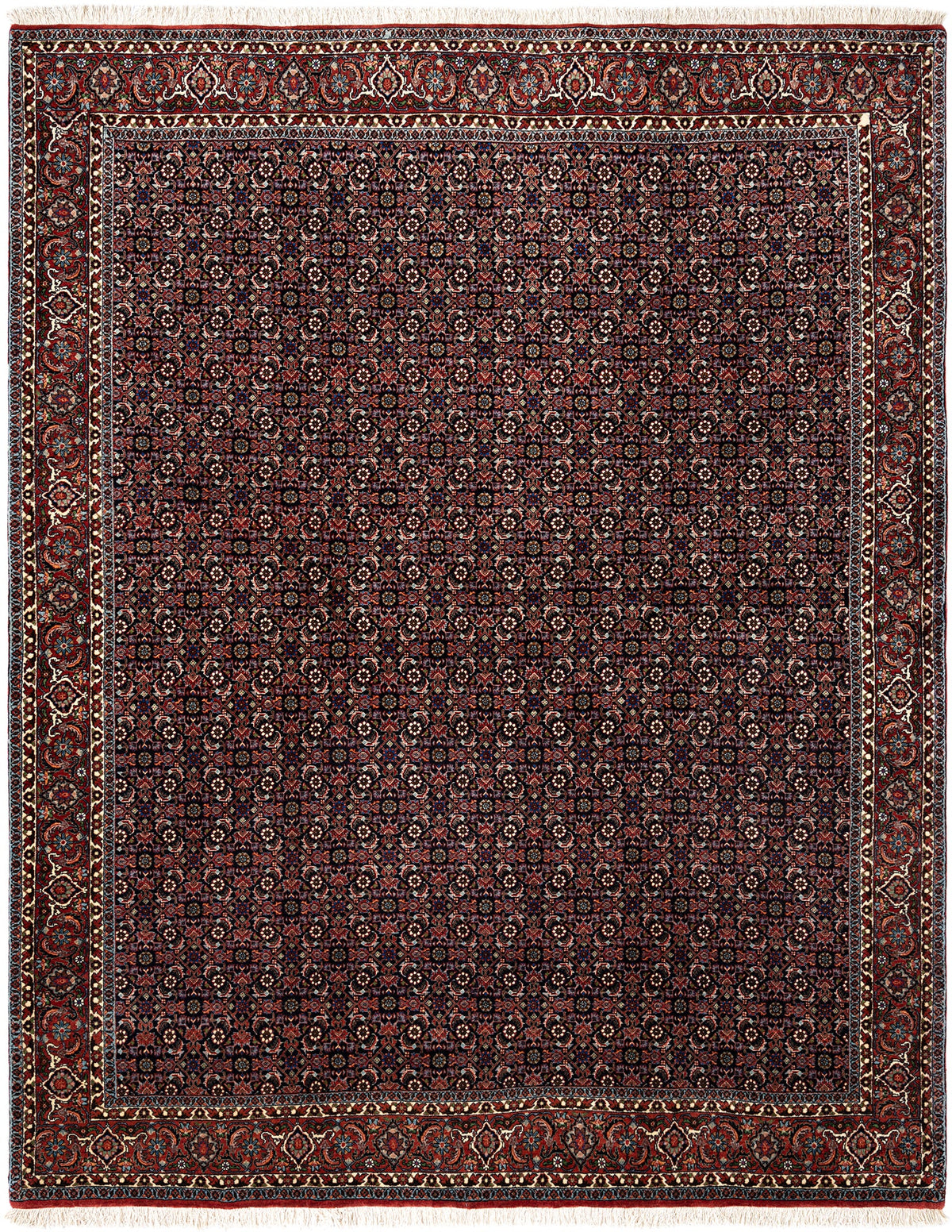 252 x 205 Bidjar