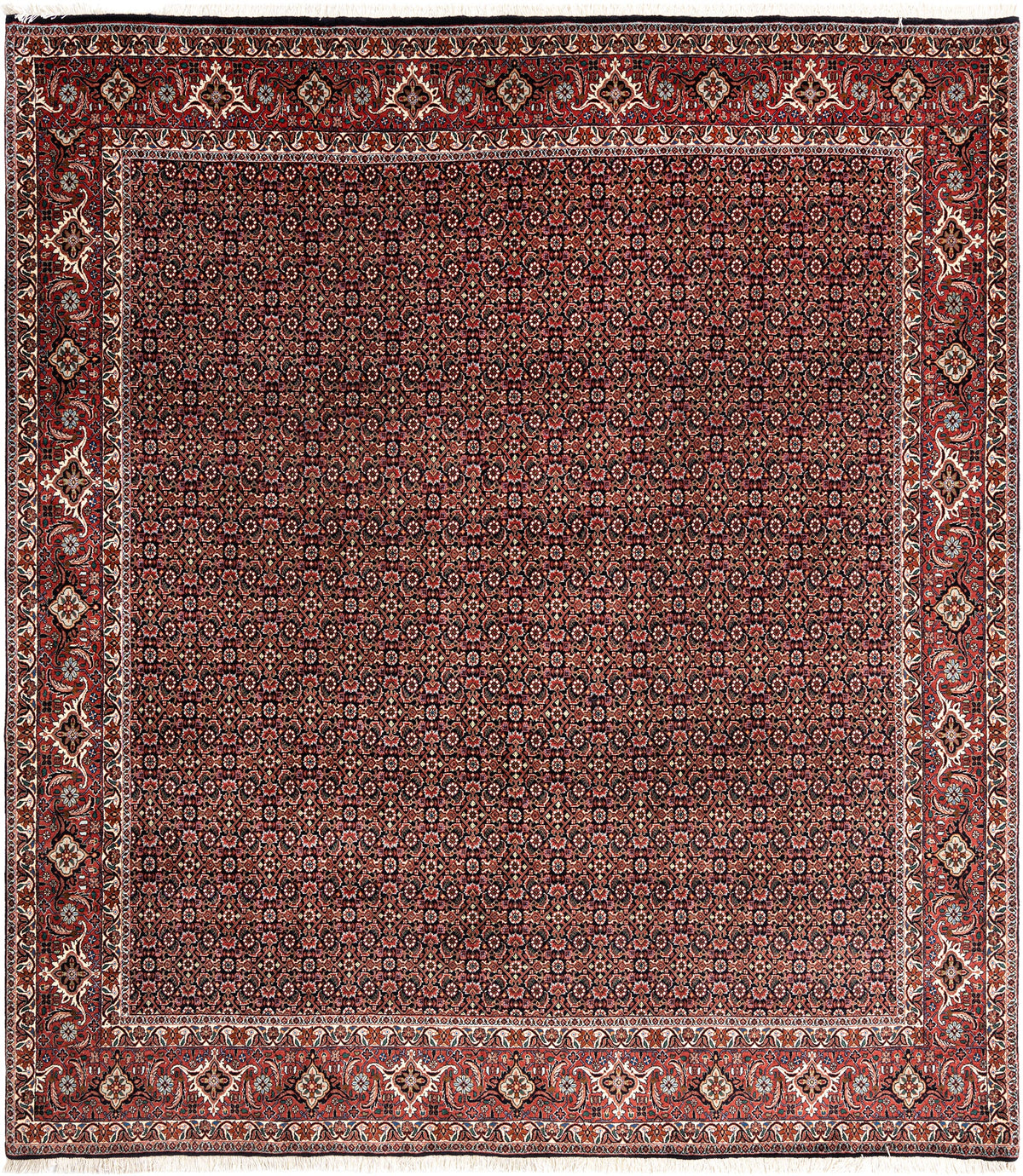 291 x 257 Bidjar