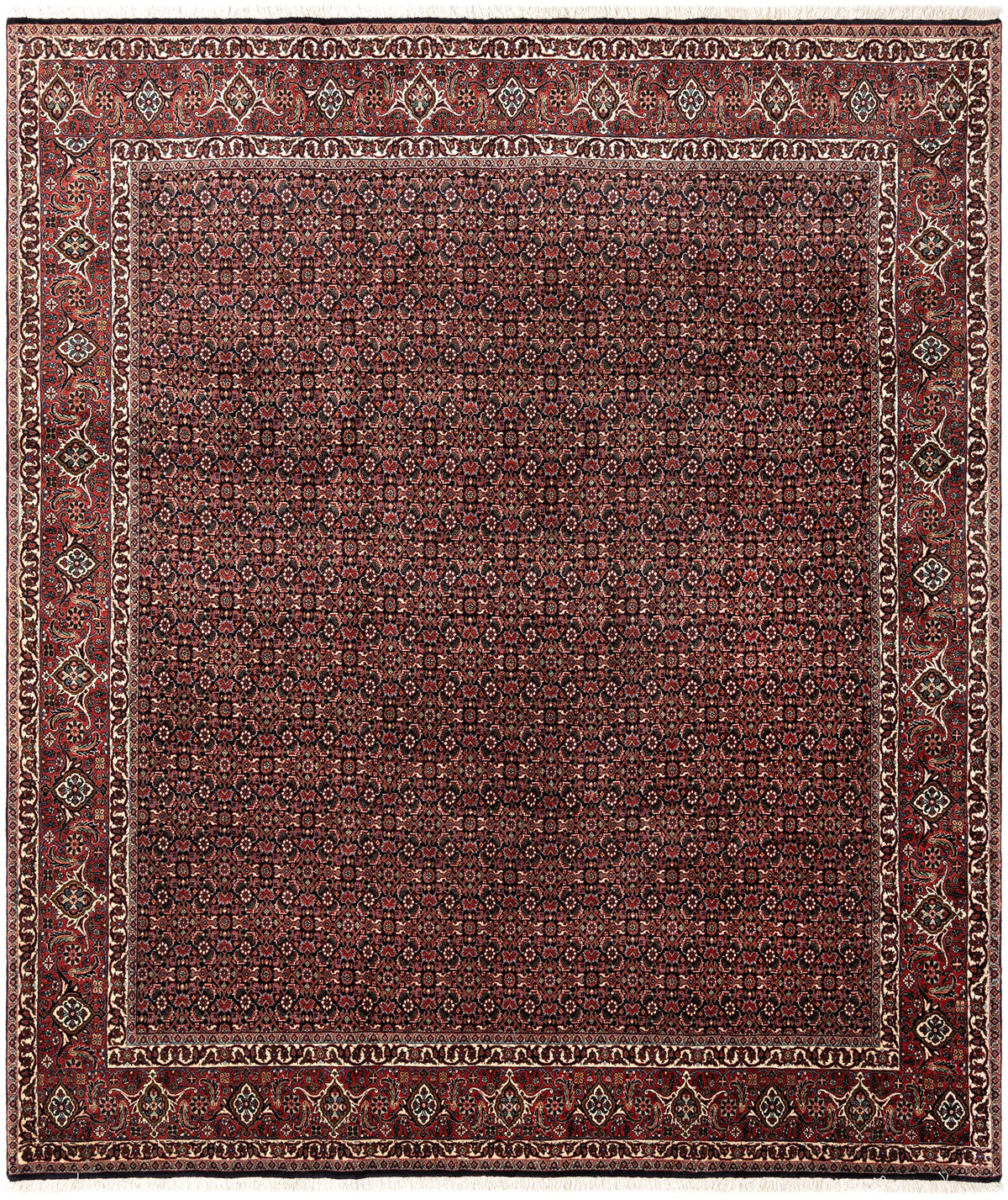 298 x 257 Bidjar